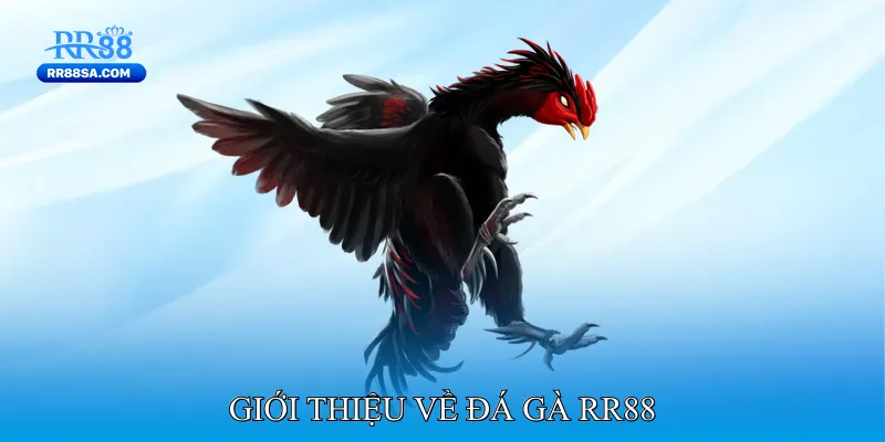 Đá Gà RR88 Giới thiệu về Đá gà RR88