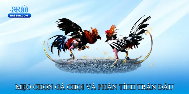 Đá Gà 88 - Nền Tảng Cá Cược Uy Tín Cho Người Chơi Việt Mẹo Chọn Gà Chọi Và Phân Tích Trận Đấu