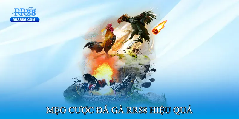 Đá Gà RR88 Mẹo Cược Đá Gà RR88 Hiệu Quả