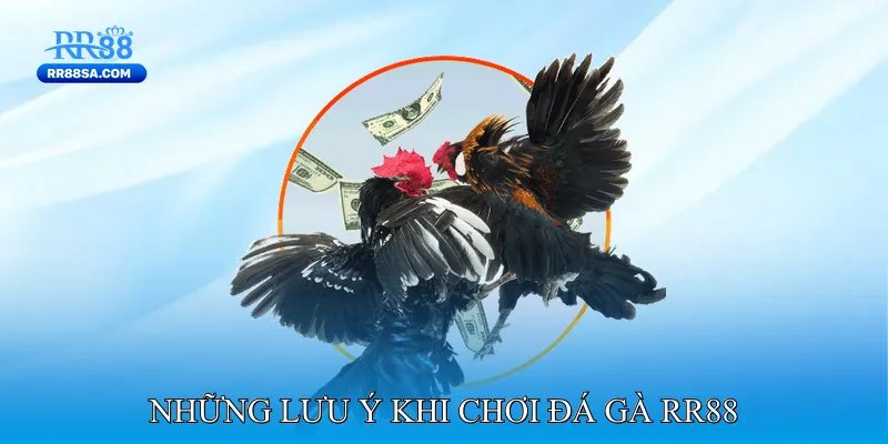 Đá Gà RR88 Những Lưu Ý Khi Chơi Đá Gà RR88